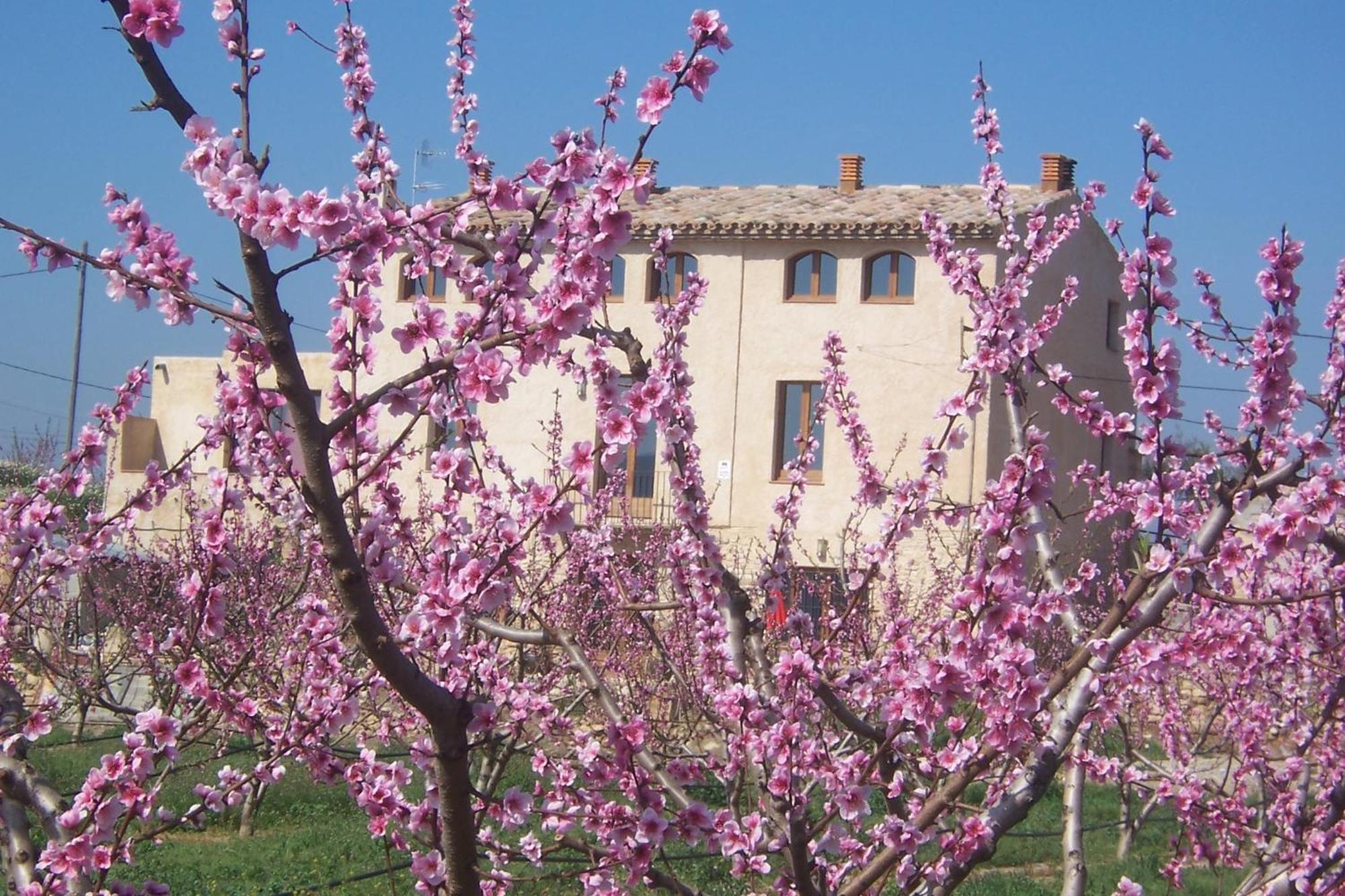 Mas Taniet Hotel Rural Benissanet Exterior foto