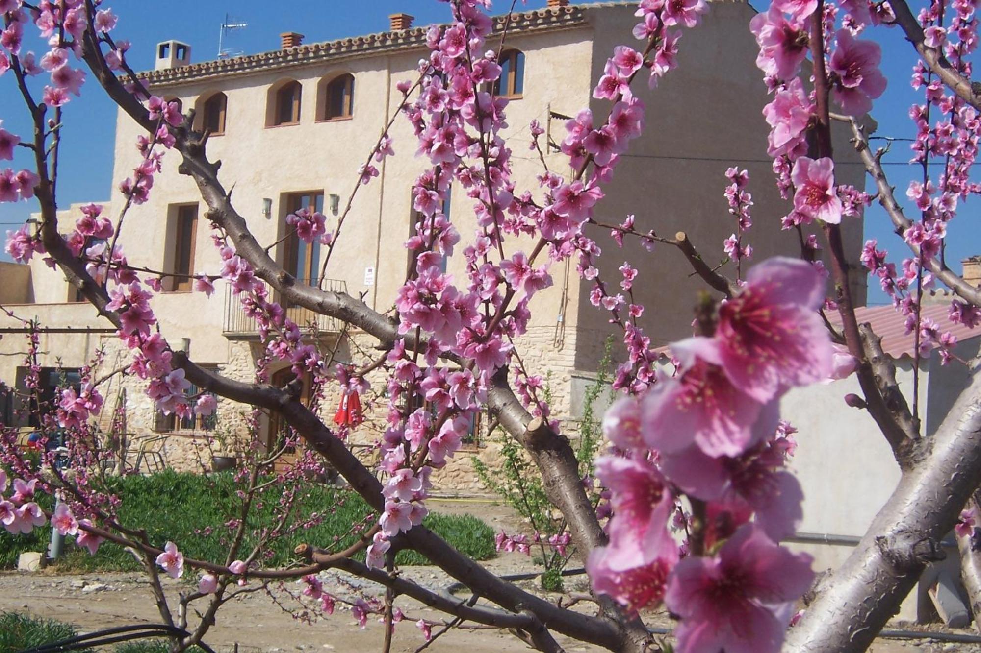 Mas Taniet Hotel Rural Benissanet Exterior foto